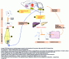 Figure 4 - Role of CD36 in taste perception of dietary lipids in mice (working model)