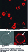 Figure 11 - Fluorescence confocal optical microscopy of rhodhamine –6G present in the aqueous phase of wax-water-SiO2 capsules [35] (doc. Wiley-VCH)