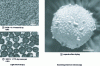Figure 9 - Microscopy images of core-shell capsules (eicosane-SiO2) obtained by emulsifying molten wax with SiO2 nanoparticles(doc. ACS).