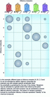 Figure 3 - Combinatorial coding of olfactory information: graphical representation of the combinatorial code of olfactory receptors