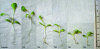 Figure 10 - Growth inhibition of Lactuca sativa seedlings exposed to five industrial rejects for 28 days (source: G. Crini).