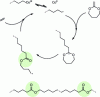 Figure 27 - Preparation of degradable LDPE by copolymerization of ethylene and MDO in the presence of a cobalt catalyst (cobalt(II) [N,N'-bis(3,5-di-tert-butylsalicylidene)-1,2-cyclohexanediamine])