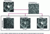 Figure 10 - Experimental reconstruction of an amplitude image