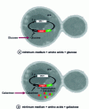 Figure 3 - Presentation of the inducible heterologous expression system in Saccharomyces cerevisiae