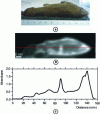 Figure 21 - (a) Photograph of a fish sarcophagus (Ancient Egypt, inventory number 8599), (b) THz image, (c) intensity profile (absorbance) along the red line.