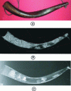 Figure 26 - (a) Photograph of a talisman horn (sub-Saharan Africa), (b) THz transmission image, (c) X-ray radiograph