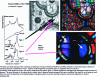 Figure 16 - Example of non-destructive on-site identification of stained glass (Sainte-Chapelle, 13th century, Ile de la Cité, Paris).