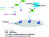 Figure 15 - Principle of the ELAA test based on indirect competition