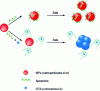 Figure 17 - Principle of the test using gold nanoparticles as a colorimetric indicator [30].