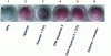 Figure 18 - Test using gold nanoparticles as colorimetric indicator: colorations obtained under different experimental conditions [30] (1: gold nanoparticles alone. 2: nanoparticles + aptamer. 3: nanoparticles + aptamer + OTA. 4: nanoparticles + nucleic acid sequence different from that of the aptamer. 5: nanoparticles + nucleic acid sequence different from that of the aptamer + OTA. 6: nanoparticles + aptamer + 10 μM warfarin [30])