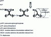 Figure 6 - Reactions involved in electrochemical signal amplification [5].