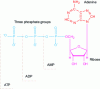 Figure 11 - The three adenyl nucleotide molecules: adenosine triphosphate (ATP), adenosine diphosphate (ADP) and adenosine monophosphate (AMP)