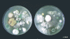 Figure 5 - Development of colonies harvested by impaction air sampling