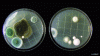 Figure 7 - Development of colony-forming units harvested by imprinting on surfaces