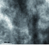 Figure 5 - TEM image of the PSTFSILi-b-POE-b-PSTFSILi copolymer with a PSTFSILi mass proportion of 31%.