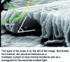 Figure 13 - Scanning electron microscope view of a section of hindwing covering scale