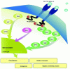 Figure 5 - Epidermal growth factor signaling pathways