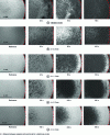 Figure 4 - Macroscopic photographs of the damage produced on copper films during an ultrasonic cavitation test at different times during the test.