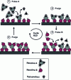 Figure 1 - Schematic representation of an ALD cycle