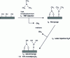 Figure 2 - Reaction diagram for ALD alumina deposition from trimethylaluminum and water precursors (from www.dilecpnanvtech.com)