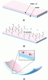 Figure 1 - Schematic diagram of PDMS film production with spontaneous curvature (reproduced with permission from [16])