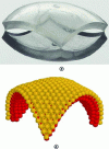 Figure 10 - Self-forming dome-like structures: (a) rectangular PDMS plate deformed on a mirror substrate, (b) dome formed by stress relaxation of the triangular bilayer (numerical simulation).