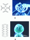 Figure 2 - Autofolding of 2D figures and corresponding 3D shapes: (a) cage- or crown-shaped and (b) spherical (reproduced with permission from [16])