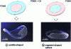 Figure 4 - Shapes with non-Euclidean metrics obtained from films with inhomogeneous oil distribution and after oil extraction (reproduced with permission from [16])