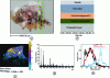 Figure 10 - TOF-SIMS mass spectrometry imaging data analysis: a) optical microscope photograph of a paint section. The top of the image corresponds to the top of the paint; b) schematic representation of the different layers present in the sample; c) ion image of lead oxides (PbnOm+) in positive mode recorded over the entire section ; d) mass spectrum reconstructed from the region of interest represented by the red circle in the optical image (a); e) vertical profile showing the intensities of lead, fatty acids and amino acid fragments, extracted from the region delimited by the two green dotted lines in the optical image (a) (Reproduced with permission from M. Noun et al. J. Mass Spectrom. 2016, 51, 1196-1210, Copyright 2018, John Wiley & Sons Limited [10])