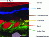 Figure 11 - Analysis of a sample of Rembrandt van Rijn's Portrait of Nicolaes van Bambeeck. The various pigments and compounds detected are indicated. The image shows the sample with the canvas facing up (Reproduced with permission from J. Sanyova et al. Anal. Chem. 2011, 83, 753-760, Copyright 2018, American Chemical Society [11])