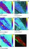 Figure 12 - Analysis of a sample from the Angel Concert panel of Matthias Grünewald's Issenheim Altarpiece (Reproduced with permission from American Society for Mass Spectrometry : Springer. P. Richardin et al. J. Am. Soc. Mass Spectrom. 2011, 2, 1729-1736. Copyright 2018 [12])