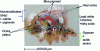 Figure 13 - Analysis of a sample from the painting Eliezer and Rebecca at the Well by Nicolas Poussin. The various pigments and compounds detected are indicated (Reproduced with permission from M. Noun et al. J. Mass Spectrom. 2016, 51, 1196-1210, Copyright 2018, John Wiley & Sons Limited [10])