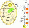 Figure 3 - Representation of the lipid biosynthesis pathway in microalgae [31]