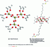 Figure 11 - Representation of the Fe4 molecule(according to [50] [51])