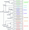 Figure 1 - Polyphyletic group of protists corresponding to unicellular eukaryotes [10].