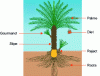 Figure 1 - The date palm
