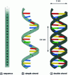 Figure 1 - Representations of DNA (adapted by François KÉPÈS)