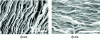 Figure 12 - TEM images of the fracture surface of MFC/montmorillonite films