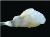 Figure 3 - Photo of a 2% by weight aqueous suspension of enzymatically pretreated eucalyptus MFC