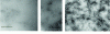 Figure 5 - TEM images of diluted suspensions of nanocrystals of various plant fibers