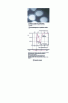 Figure 11 - Composite of SiC Hi-NicalonMD (Nippon Carbon) fibers in a celsian ceramic matrix. Specific deposit analysis