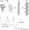 Figure 10 - Principle of operation of a DNA sensor based on the formation of "triplexes" with conjugated polymer chains