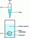 Figure 10 - In vitro drug incorporation experiment
