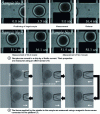 Figure 10 - Measurement of the mechanical characteristics of an oocyte about 100 micrometers in diameter