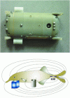 Figure 20 - On the Angels prototype module shown above, the electrodes used for electrolocation can be seen on the side of the vehicle (credit: École des mines de Nantes – IRCCyN & Scuola Superiore Santa Anna – CRIM Lab). Below, the electric field created by the fish gnathonemus petersii. Field lines are disturbed by conductive and non-conductive obstacles (credit: École des mines de Nantes – IRCCyN). The Angels prototype reproduces this mode of perception