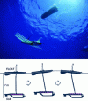 Figure 3 - The SV2 wave-glider from Liquid Robotics and the principle behind its propulsion system. The weight of the submerged part keeps the cable connecting it to the floating part taut. The variable orientation of the flaps (in pink on the figure), combined with the vertical movements imposed by the floating part, generate a horizontal thrust that propels the assembly forward (copyright: Liquid Robotics).
