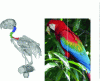 Figure 6 - Birds' necks are S-shaped. It is always long, the shortest being that of parrots, like this macaw. The part near the head is flexed ventrally, the middle flexed dorsally, and the part near the trunk is almost straight.