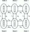 Figure 11 - Marker graph homogeneous to a Markov graph