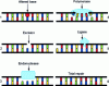Figure 16 - DNA repair process