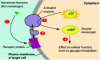 Figure 1 - Action of a hormone on a membrane receptor